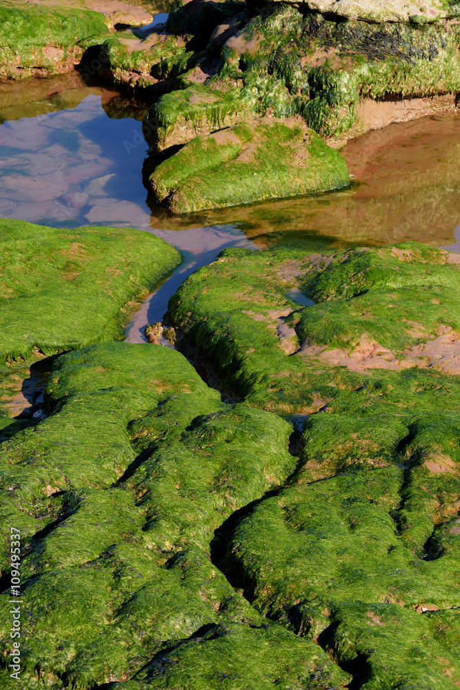 Green Rocks at low tide, Devon, England