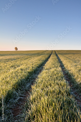 Ruts in field and solitaire tree under blue sky