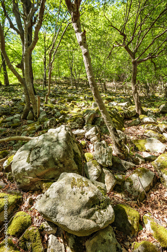 Beech forest and hiking trail