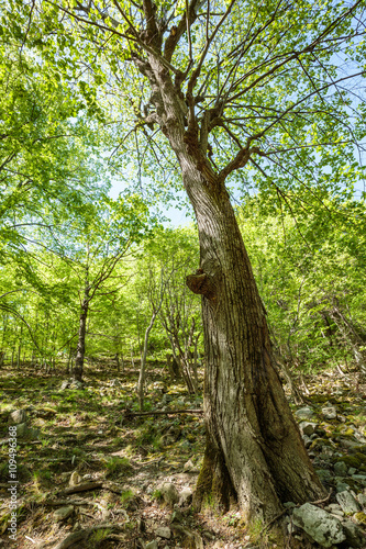 Beech forest and hiking trail