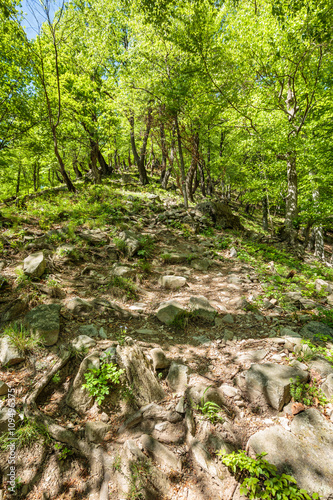 Beech forest and hiking trail