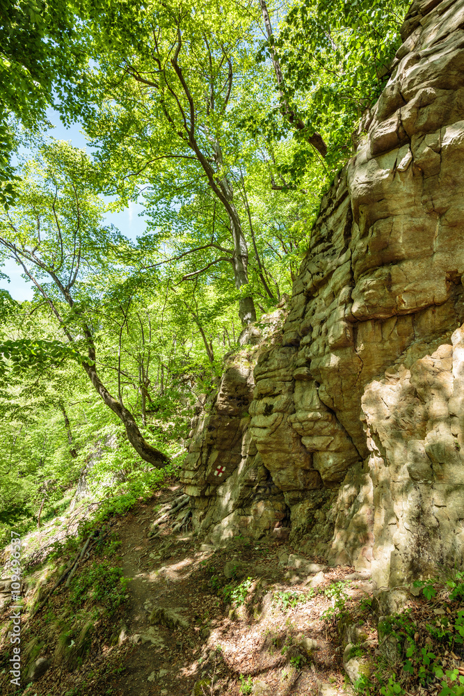 Beech forest and hiking trail Beech forest and hiking trail