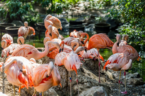 Orange and Pink Flamingos