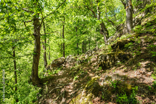 Beech forest and hiking trail