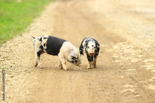 Cute piglets on the farm road
