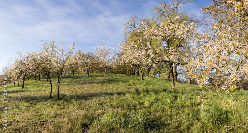 Flowering cherry trees in park and blue sky Flowering cherry trees in park and blue sky