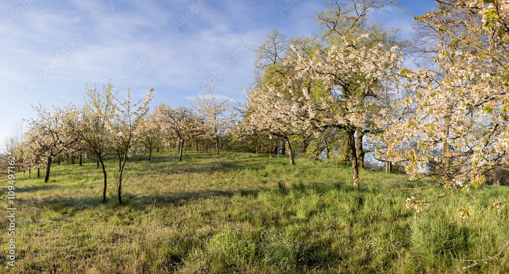 Flowering cherry trees in park and blue sky