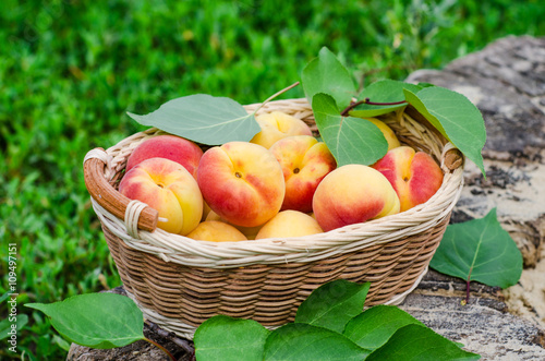 Fototapeta Naklejka Na Ścianę i Meble -  Fresh ripe apricot in wooden basket on the garden. Selective focus
