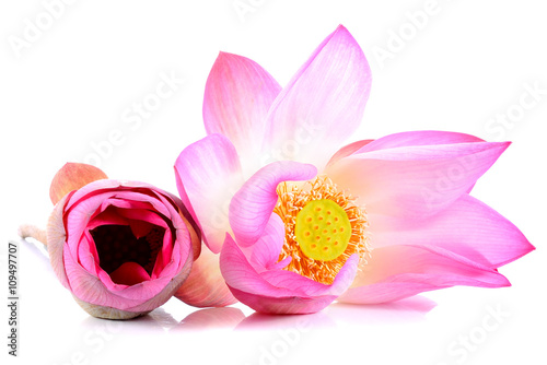 Lotus flowers on white background