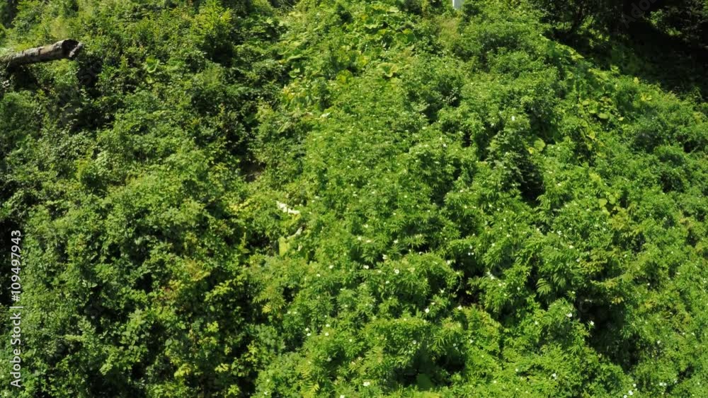 Thickets of raspberry in mountains Thickets of raspberry in mountains