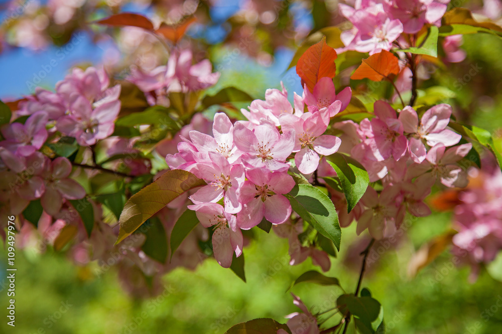 blooming apple trees in the garden, the flowers on the trees in blooming apple trees in the garden, the flowers on the trees in