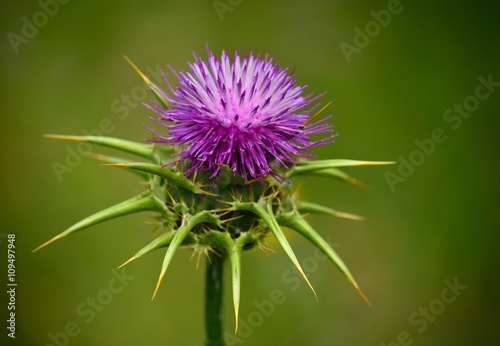 Beautiful flower head of milk thistle, Silybum marianum, medicinal plant photo