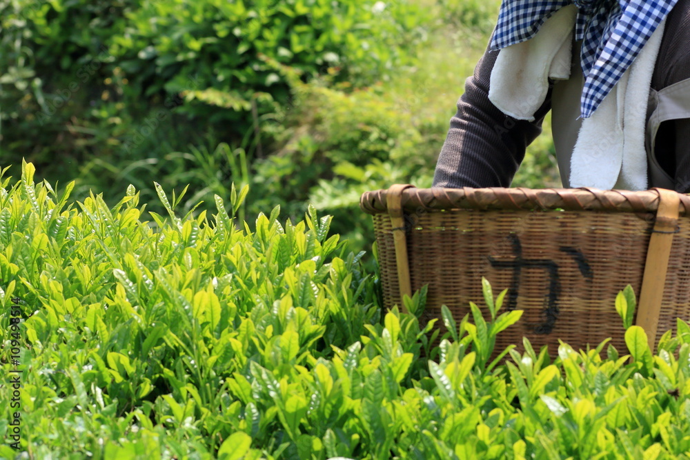 Japanese tea hand picking Japanese tea hand picking