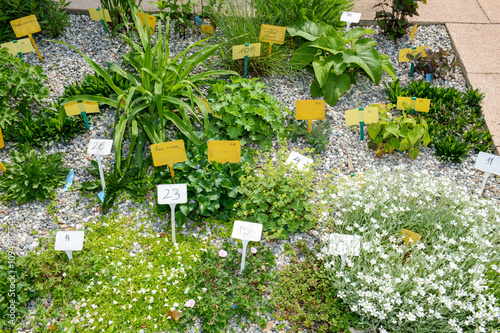 Flowers and shrubs that are growing photo