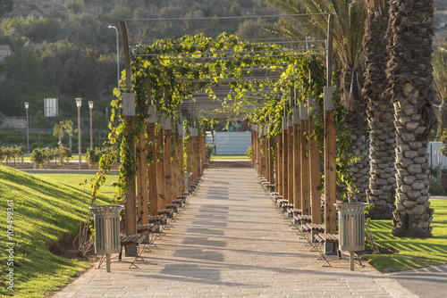 Vine alley pergola in park  photo