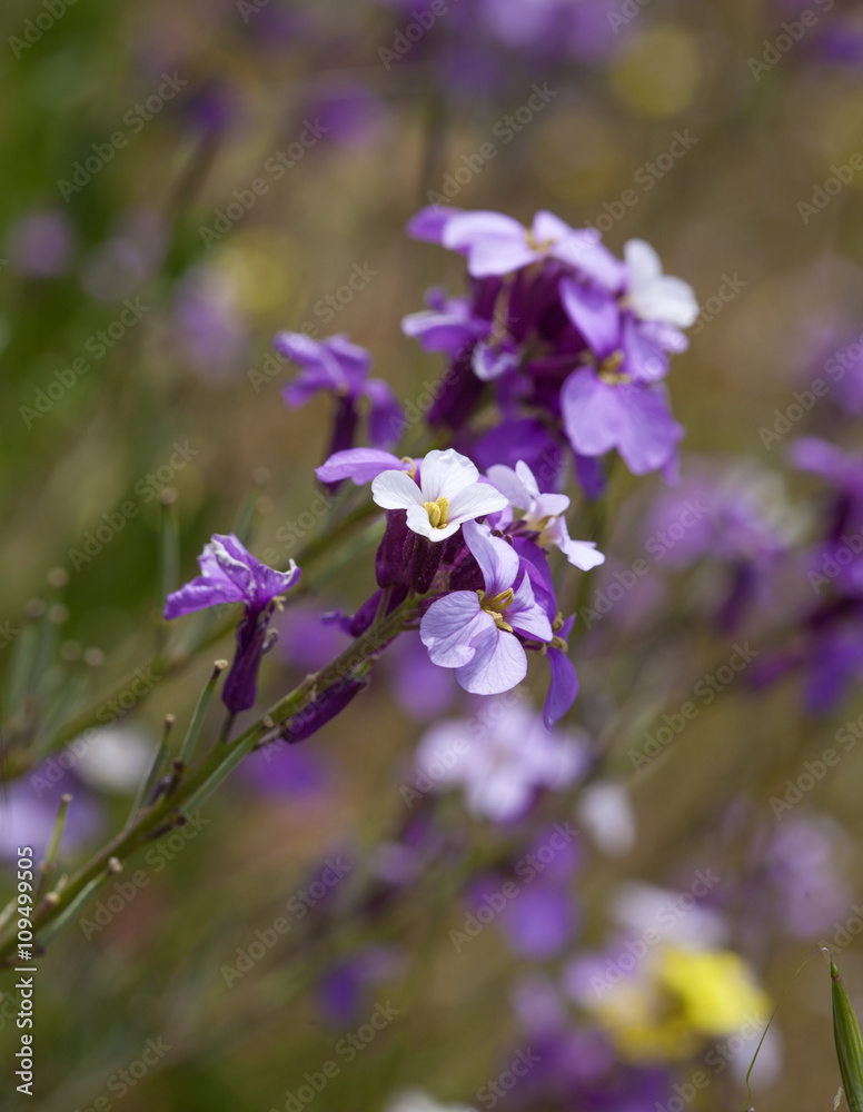 Flora of Gran Canaria - abundant flowering of Erysimum albescens