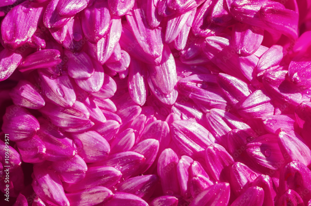 Aster petals background