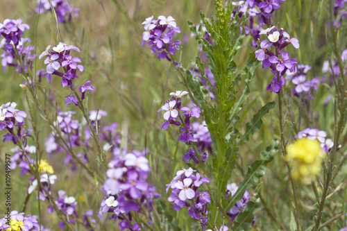 Flora of Gran Canaria - abundant flowering of Erysimum albescens photo