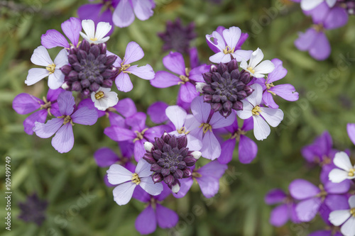 Flora of Gran Canaria - abundant flowering of Erysimum albescens photo