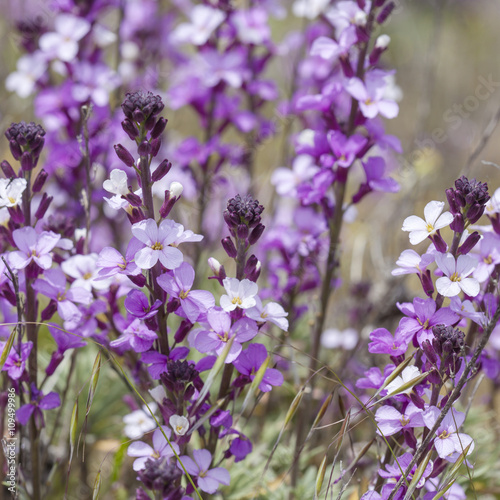 Flora of Gran Canaria - abundant flowering of Erysimum albescens photo