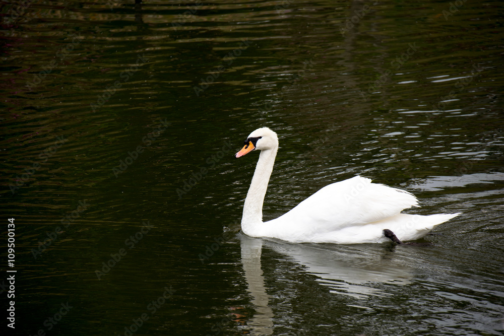 White swan swimming and diving in lagoon White swan swimming and diving in lagoon