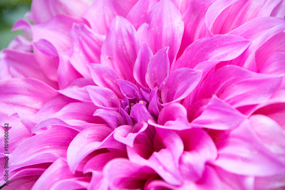 Close-up floral pink Dahlia flower abstract texture background