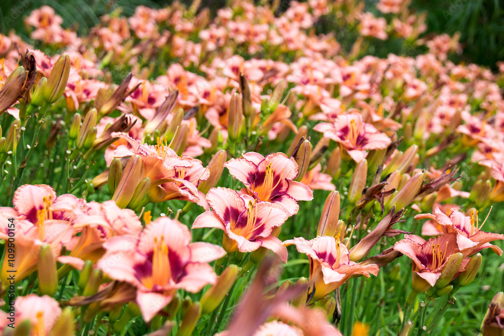 Ταπετσαρία Beautiful View orange daylily flowers in garden