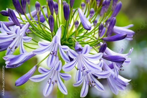 Close-up Beautiful white and soft purple agapanthus africanus flower photo