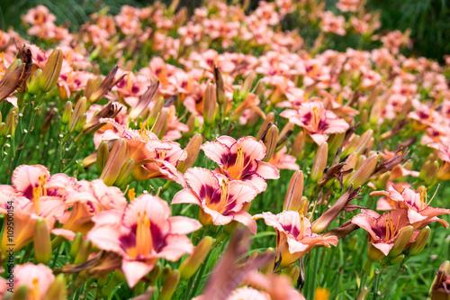 Beautiful View orange daylily flowers in garden photo