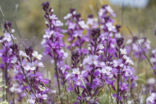 Flora of Gran Canaria - abundant flowering of Erysimum albescens photo