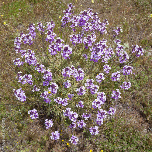 Flora of Gran Canaria - abundant flowering of Erysimum albescens photo