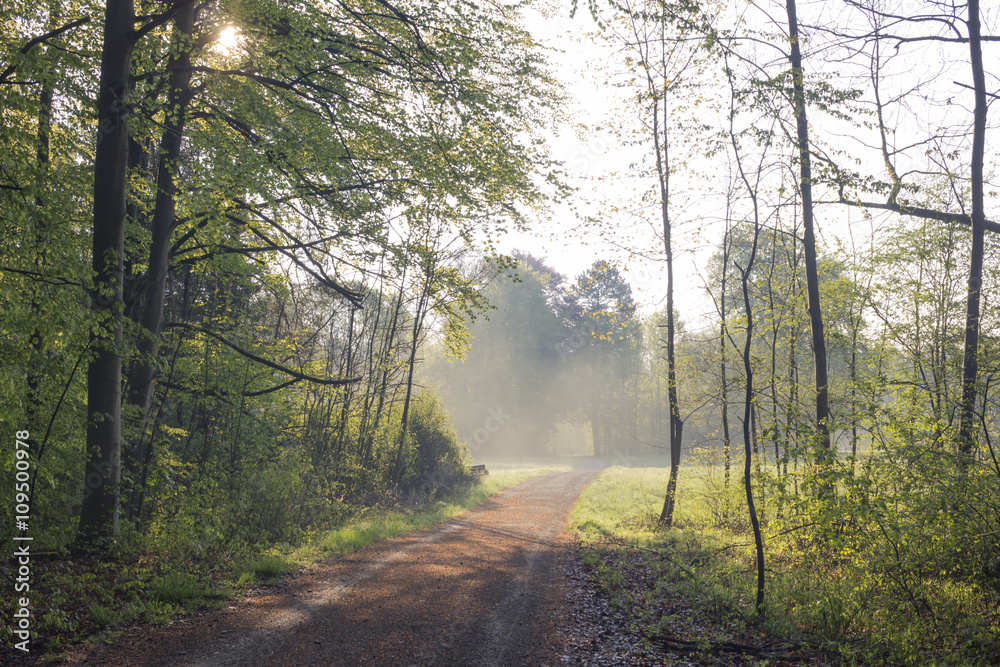 Obraz premium Waldweg in Morgennebel an einem sonnigen Tag