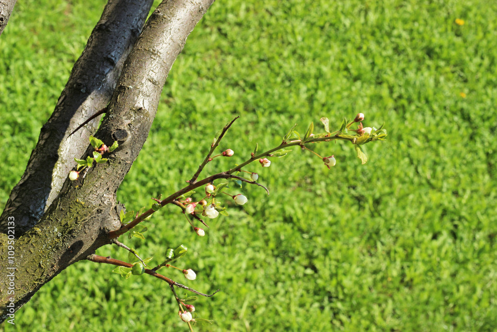 Fototapeta premium spring flowers