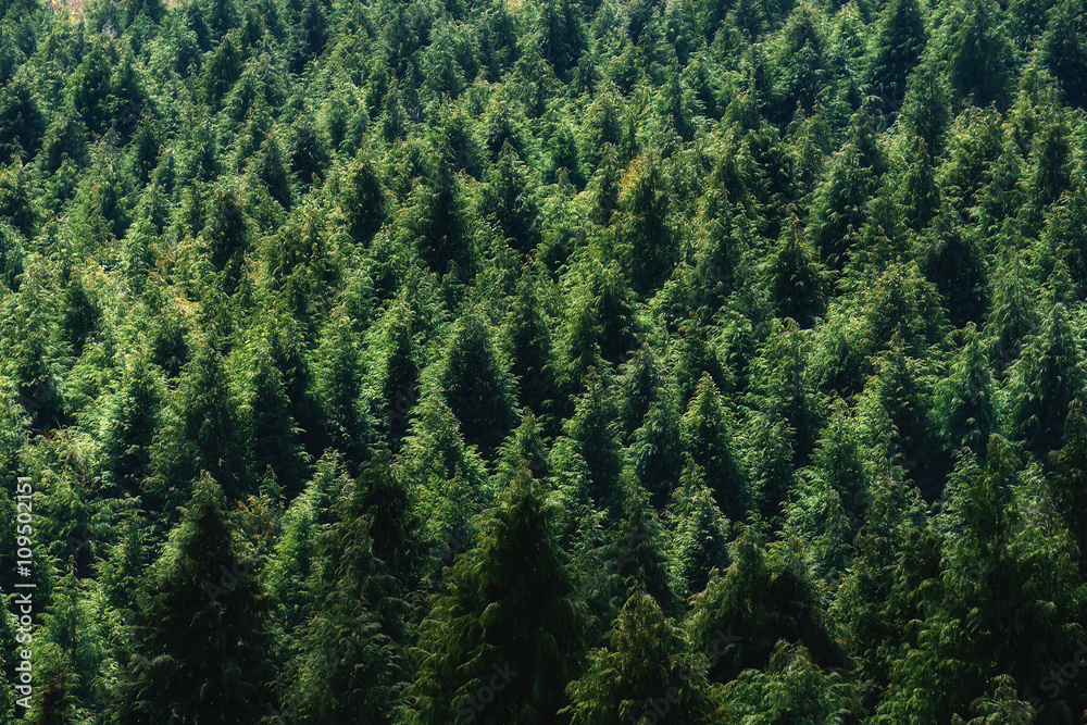 Obraz premium background of forest with conifer pattern