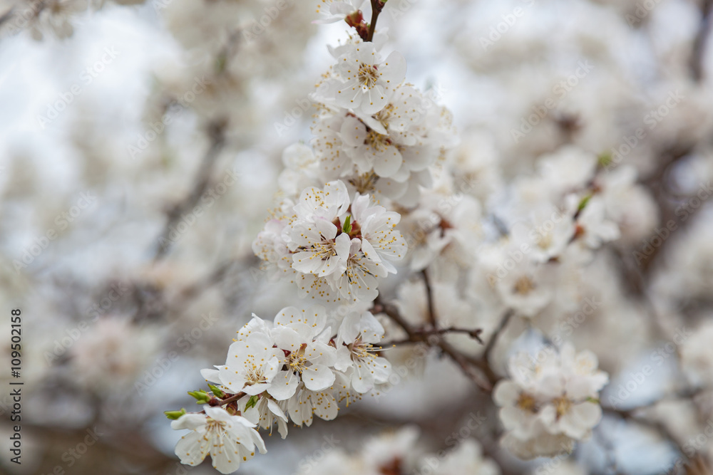 flowering apricots and cherries are in a garden, flowers on tree