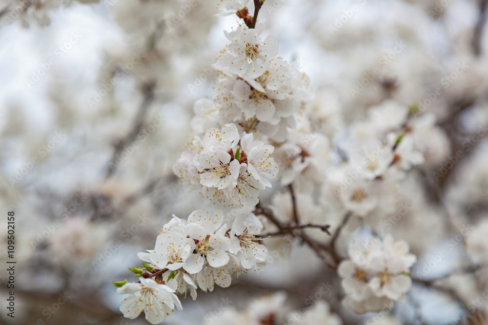flowering apricots and cherries are in a garden, flowers on tree flowering apricots and cherries are in a garden, flowers on tree