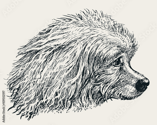 head of the poodle