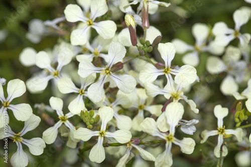 flora of Gran Canaria, Raphanus raphanistrum photo