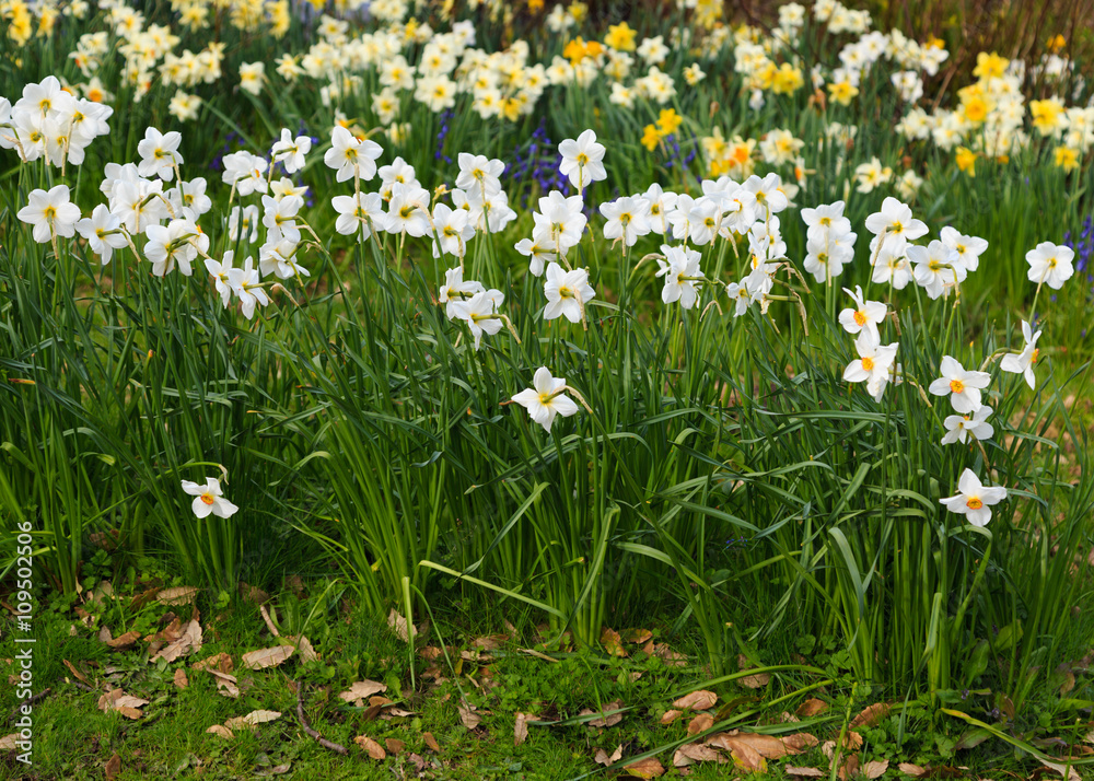 White daffodils (Narcissus) in spring, in an English garden. White daffodils (Narcissus) in spring, in an English garden.