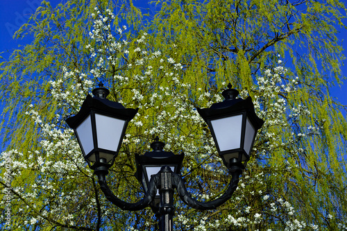 Old street lamppost against blossom tree and blue sky background