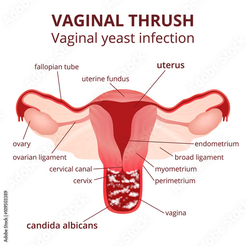 female reproductive system photo