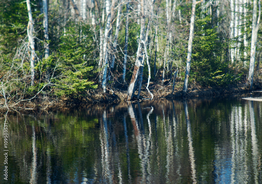 Spring flooding ,Reflection of trees in water Spring flooding ,Reflection of trees in water