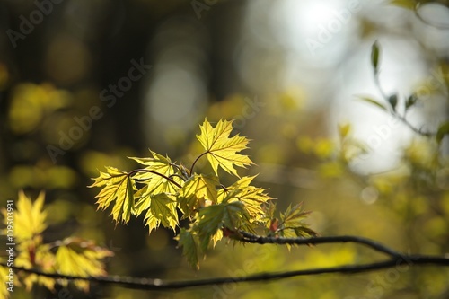 Spring maple leaf in the forest