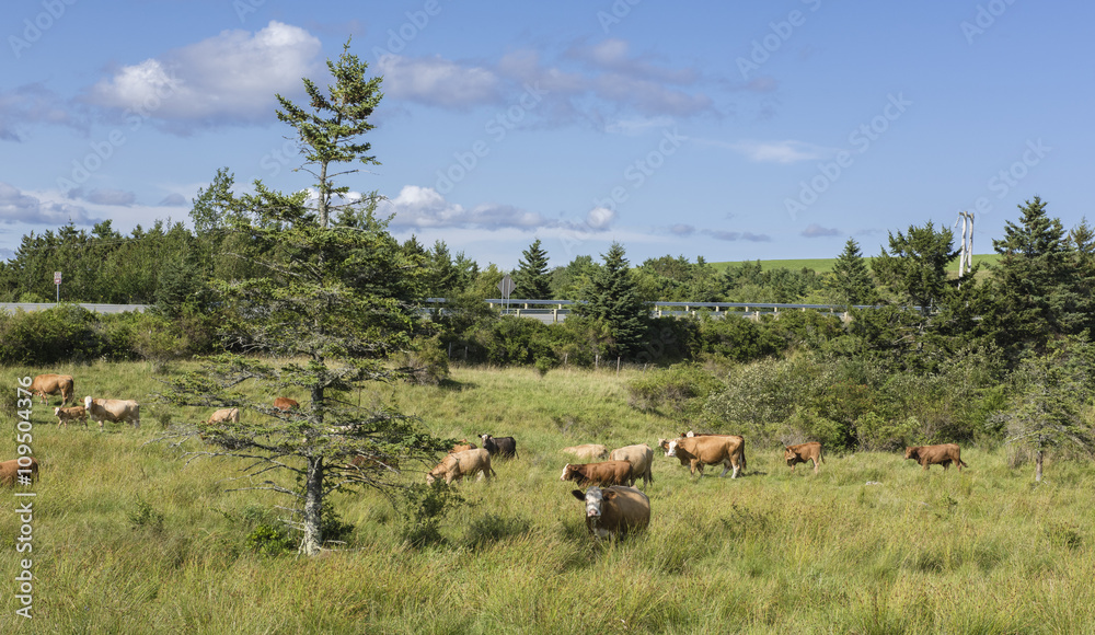 Obraz premium Limousin beef cattle