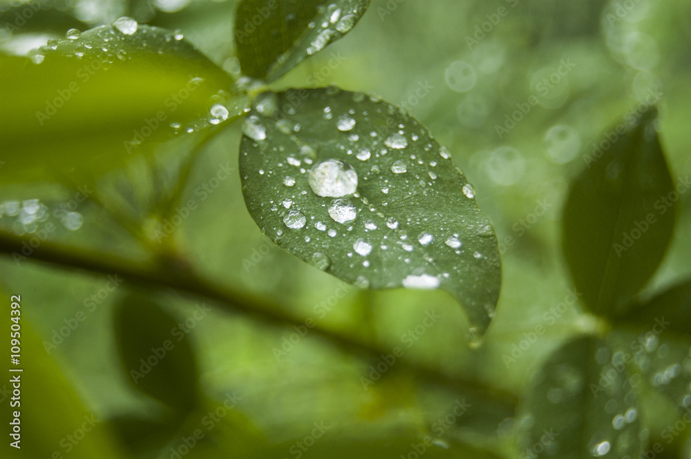 Dews on Green leaf Dews on Green leaf