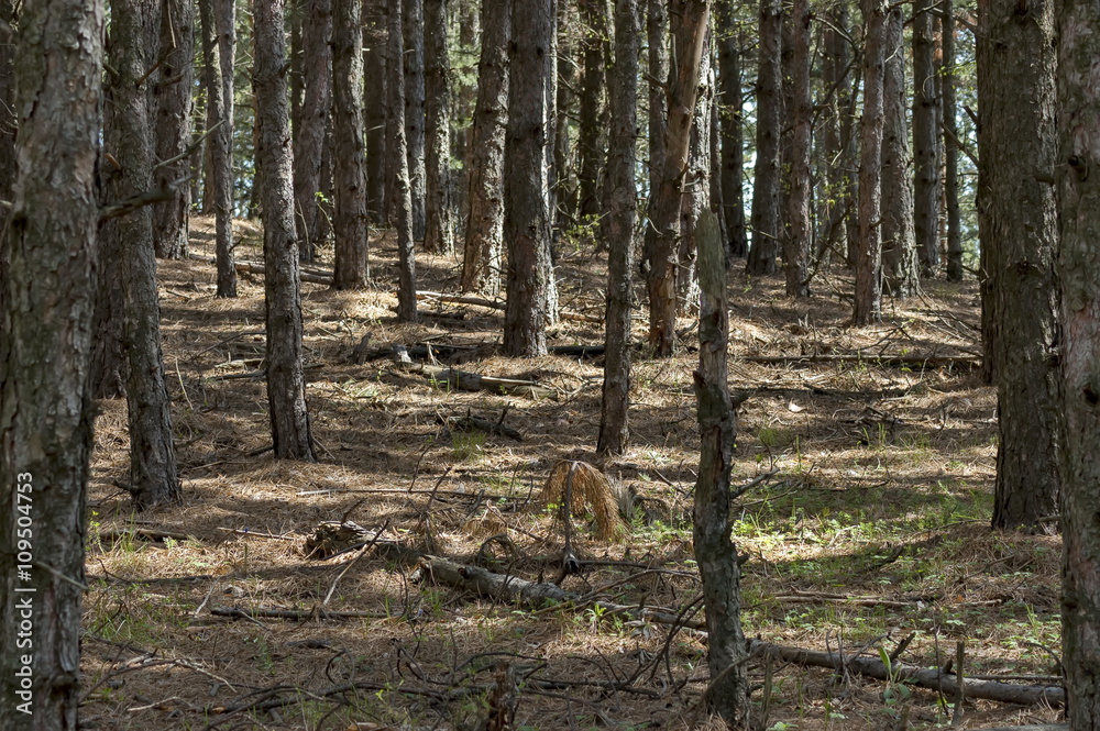 Naklejka premium Forest in Balkan mountain, Bulgaria