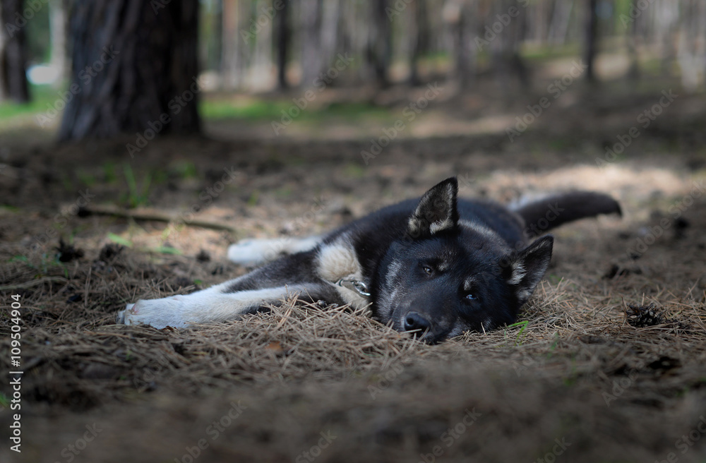 sad multicolored eyes Siberian Husky lying in the woods