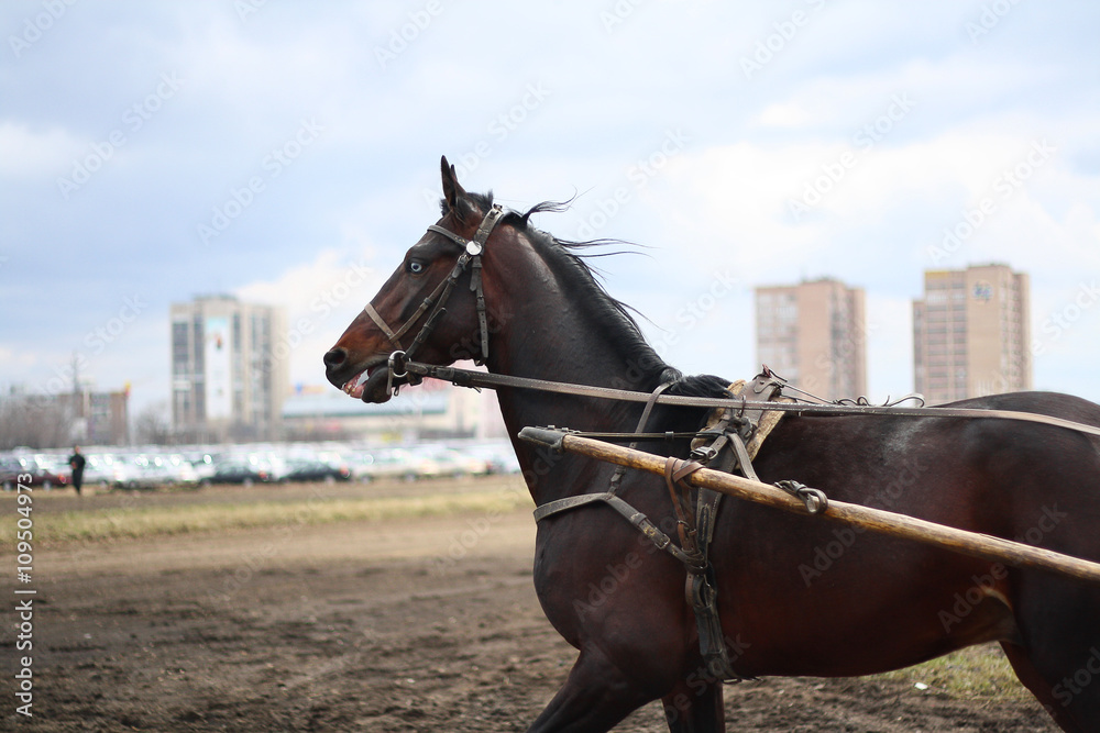 dark bay horse breed Russian trotter runs during a training session at the racetrack dark bay horse breed Russian trotter runs during a training session at the racetrack