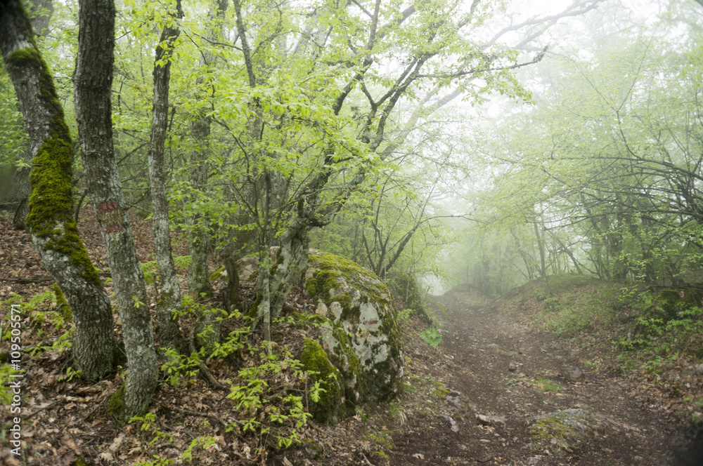 The road in the fog in the mountains in spring
The road in the fog in the mountains in spring