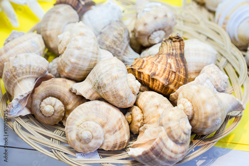 Close-up of many seashells in basket